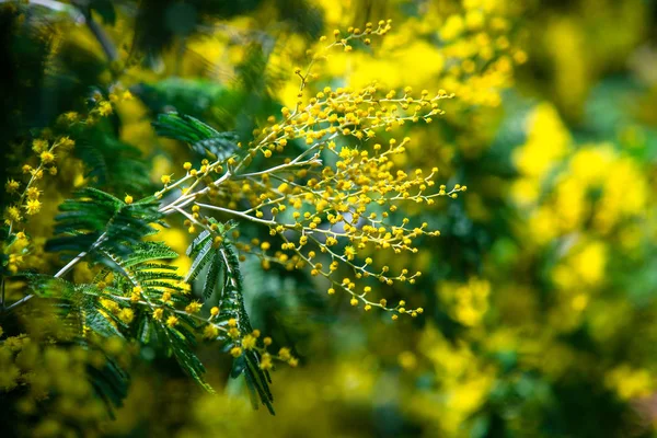 Macro Primavera Mimosa Gialla — Foto Stock