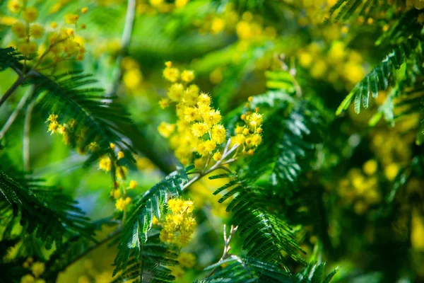 Sarı Mimoza Bahar Makro — Stok fotoğraf