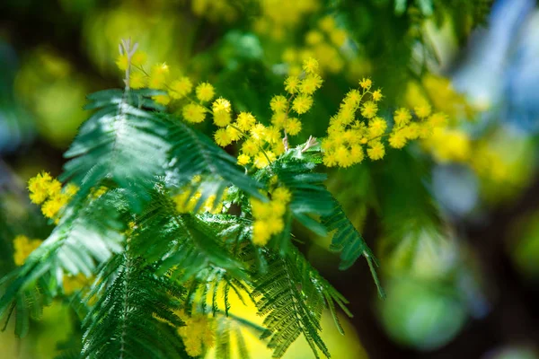 Macro Primavera Mimosa Gialla — Foto Stock