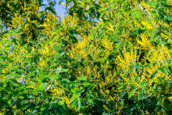 Желтая Мимоза Весенний Макрос — стоковое фото