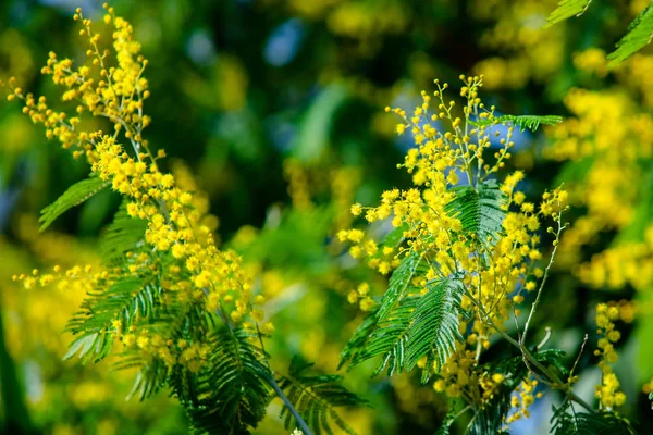 Galben Mimosa Primăvară Macro — Fotografie, imagine de stoc