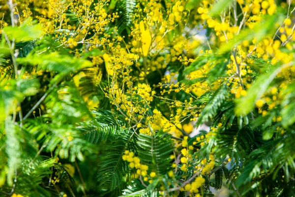 Mimosa Amarillo Primavera Macro —  Fotos de Stock