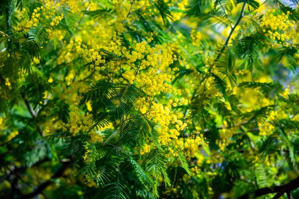Желтая Мимоза Весенний Макрос — стоковое фото