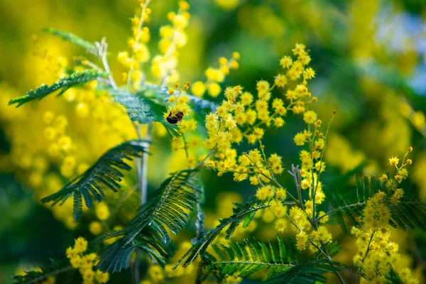Galben Mimosa Primăvară Macro — Fotografie, imagine de stoc
