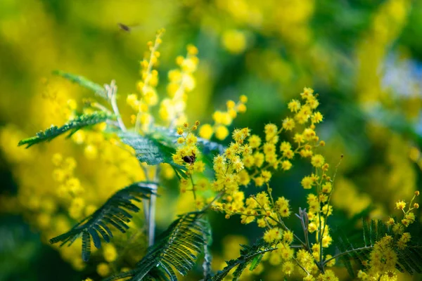 Sárga Mimosa Tavaszi Makró — Stock Fotó