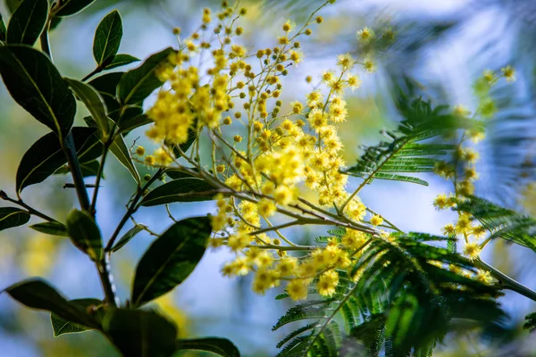 Sárga Mimosa Tavaszi Makró — Stock Fotó