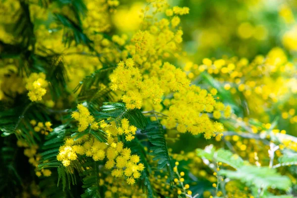 Macro Primavera Mimosa Gialla — Foto Stock