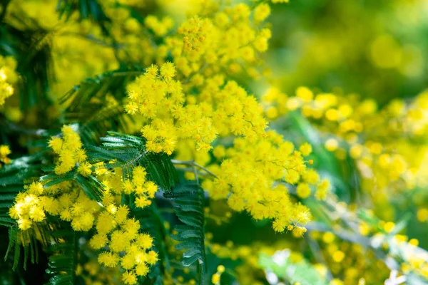 Sárga Mimosa Tavaszi Makró — Stock Fotó