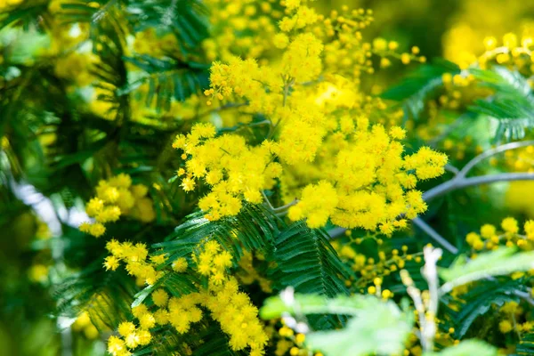 Sárga Mimosa Tavaszi Makró — Stock Fotó