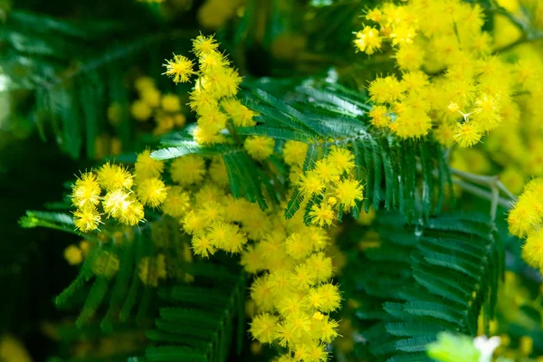 Macro Primavera Mimosa Gialla — Foto Stock