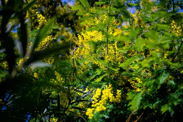Mimosa Amarillo Primavera Macro —  Fotos de Stock