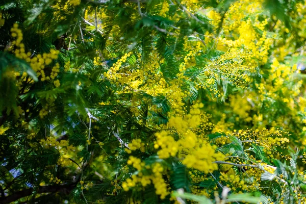 Macro Primavera Mimosa Gialla — Foto Stock