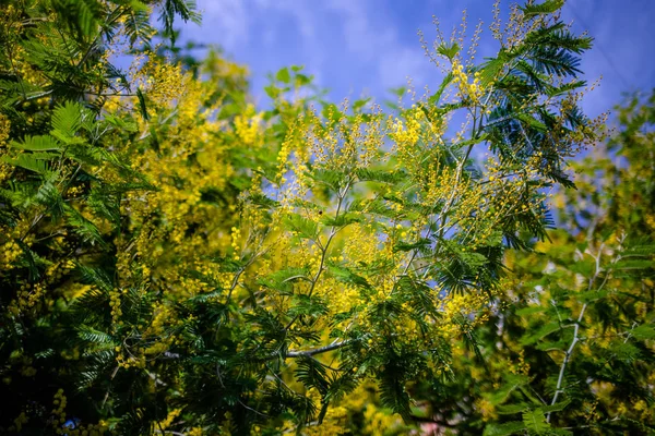 Gele Mimosa Voorjaar Macro — Stockfoto