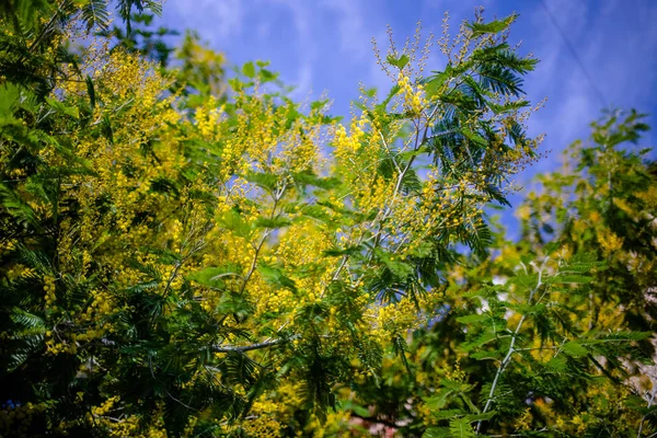 Sárga Mimosa Tavaszi Makró — Stock Fotó