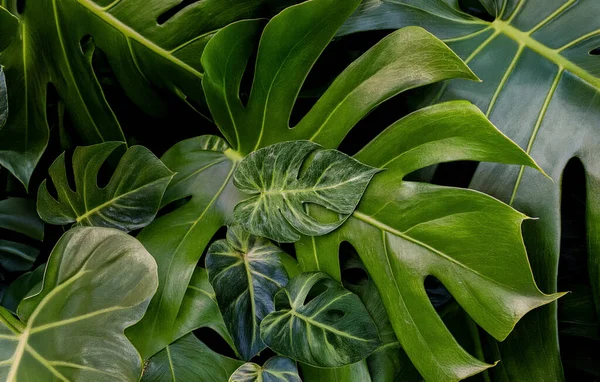 Doğal tropikal dokuya ve detaylara sahip yemyeşil canavar yapraklarına yakın çekim.