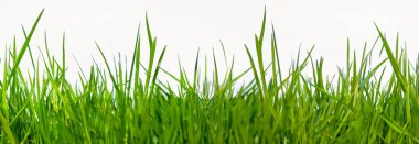 Beyaz arka planda taze yeşil çimenlerin yakın plan görüntüsü, doğa ve ekolojik temalar için doğal doku.