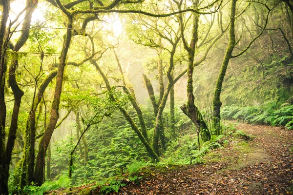Green Landscape Enchanted Forest Anaga Tenerife Island — Stock Photo, Image