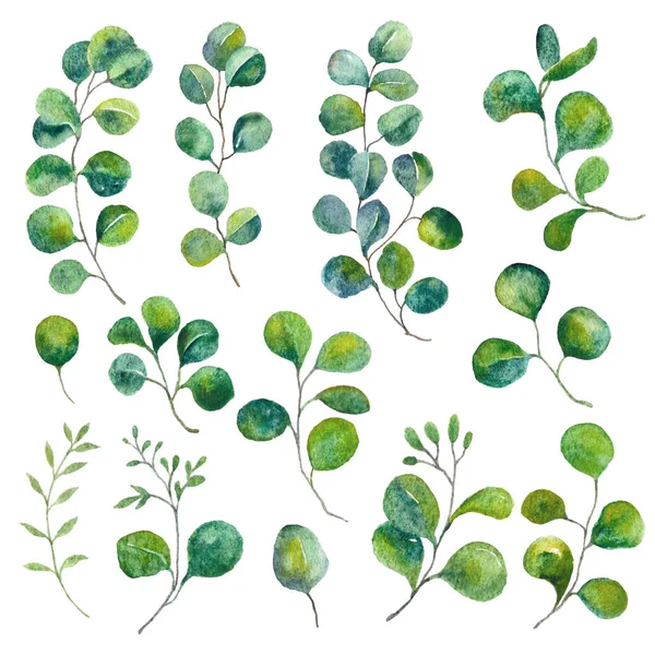 Eléments isolés d'eucalyptus. Illustration de feuilles vertes. Feuillage aquarelle, art botanique . — Photo