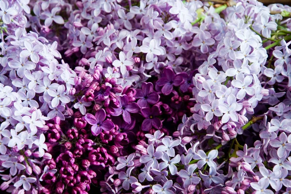 Fresh Purple Flowers Lilac Leaves — Stock Photo, Image