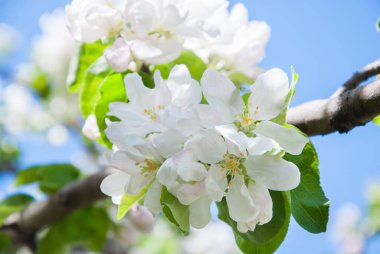 Güneşli bir bahar gününde elma ağacı çiçek açar.