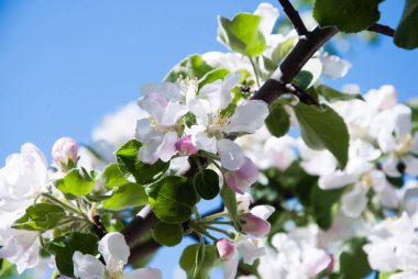 Güneşli bir bahar gününde elma ağacı çiçek açar.