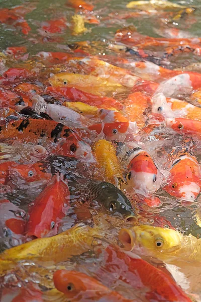 Koi (Cyprinus carpio haematopterus), balık beslenen gıdalardan