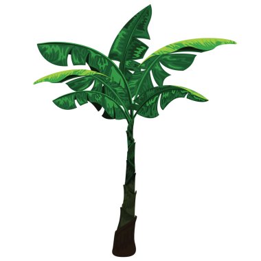 Muz ağacı beyaz arka plan üzerinde izole. Muz yaprakları ile muz ağacı.