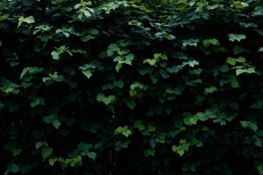 Güzel koyu yeşil çit