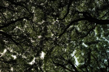 ağaçlar gökyüzüne