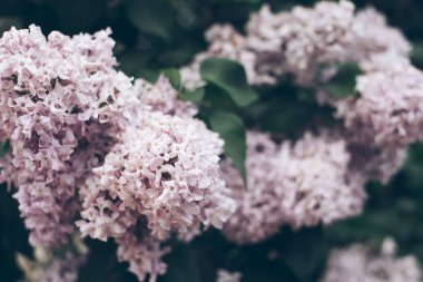 Bahar güzel leylak bush