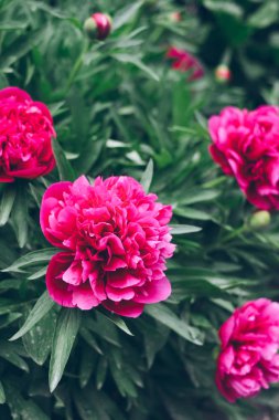 Güzel bir buket şakayık.