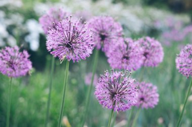 Güzel vahşi soğan çiçekler
