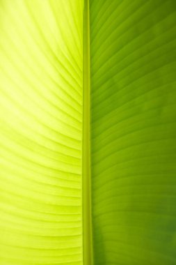 Yeşil muz yaprak güneşin