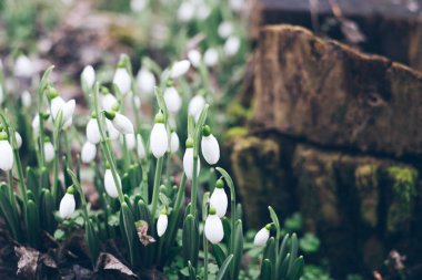 Bahar ormanında kar damlaları