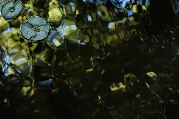 Grüne Seerose Blätter — Stockfoto
