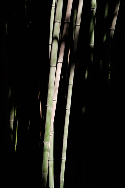 竹林で太陽の下でコントラスト竹 — ストック写真
