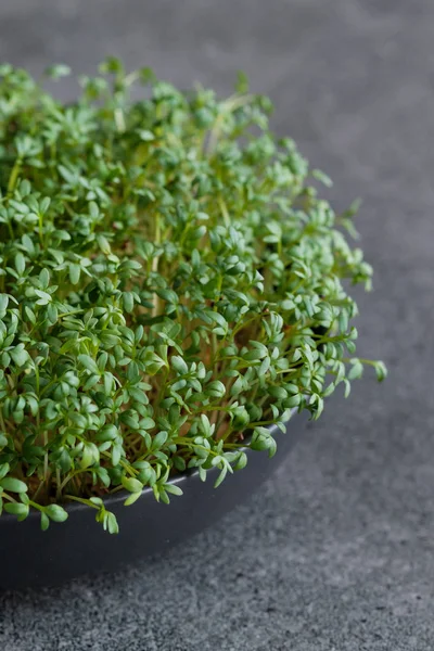 Bir tabakta yetiştirilen tere salatası