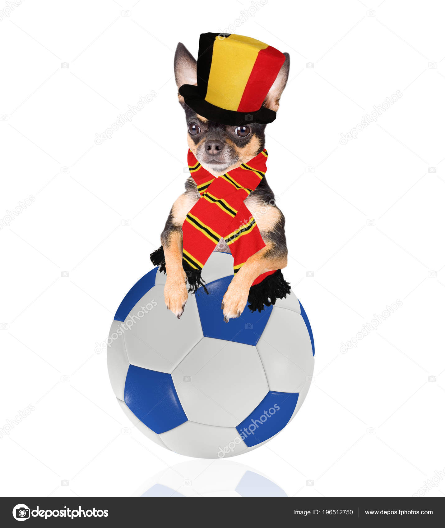 かわいい犬遊びのサッカー ボールとベルギーのチャンピオン — ストック
