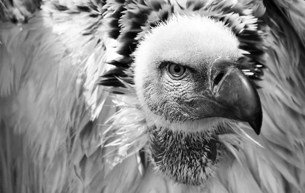 Großaufnahme Eines Großen Braunen Kapgeiers — Stockfoto