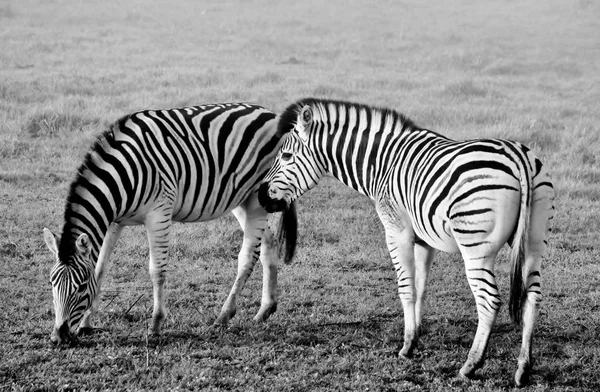 Close Zebras Uma Manhã Enevoada — Fotografia de Stock