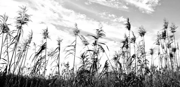 Paysage Avec Roseau Noir Blanc — Photo