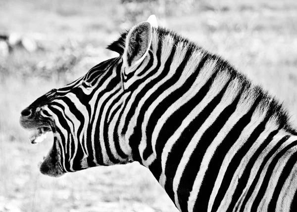 Sabah Işık Vahşi Zebra Yakın Çekim — Stok fotoğraf