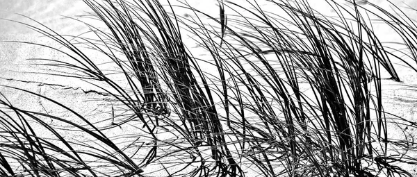 在海滩的沙丘草的特写 — 图库照片
