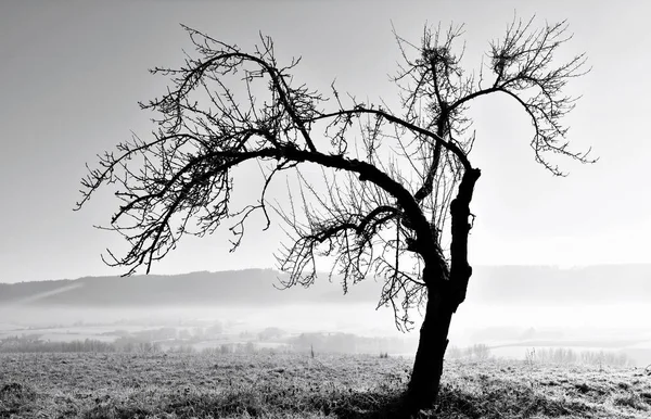 Paisagem Com Árvores Maçã Dia Frio Inverno — Fotografia de Stock