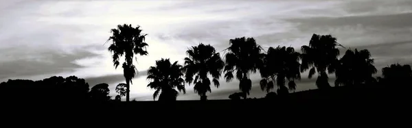 Paisaje Con Palmeras Cielo Nocturno Atardecer —  Fotos de Stock