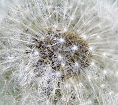 Ortak bir karahindiba darbe top yakın çekim