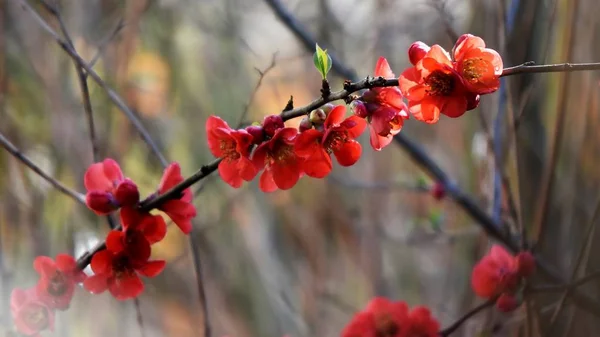Kırmızı Japonca Ayva Çiçek Yakın Çekim — Stok fotoğraf