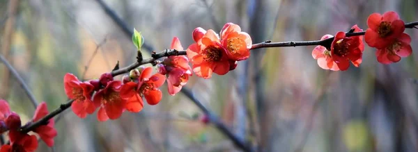 Kırmızı Japonca Ayva Çiçek Yakın Çekim — Stok fotoğraf