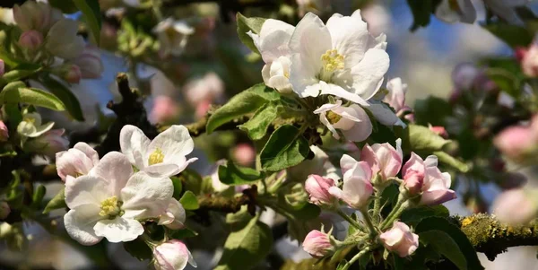 Gros Plan Des Fleurs Des Bourgeons Printaniers Sur Pommier — Photo