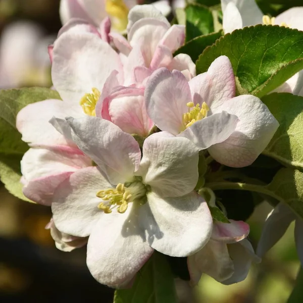 Närbild Vårens Blommor Och Knoppar Ett Äppelträd — Stockfoto